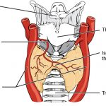 Thyroid Gland: The human thyroid as viewed from the front, with arteries visible photo via CFCF : Wikipedia CC