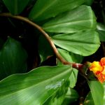 Where to buy Insulin Plant