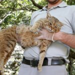 Fox-Like Cats Spotted in French Island