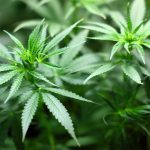 Nevada Bans Pre-Employment Marijuana Testing