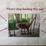 Please stop feeding this obese Campus Cat - Image credits- UC Davis College of Letters and Science