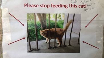 Please stop feeding this obese Campus Cat - Image credits- UC Davis College of Letters and Science