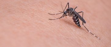Clever Tricks to Prevent Mosquitoes From Biting You