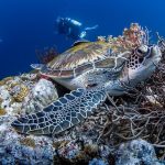 Surprisingly Spectacular Diving Philippines