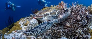 Surprisingly Spectacular Diving Philippines
