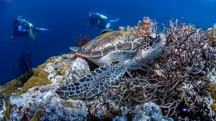 Surprisingly Spectacular Diving Philippines