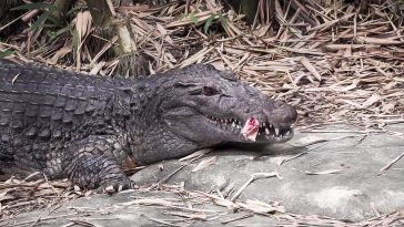 Uling Roasters Feeds Avilon Zoo Animals Affected by Pandemic