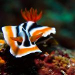 Diving in Anilao Batangas by Kris Mikael Krister via Unsplash