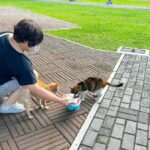 The role of animal-based protein diet for cats to live a long, healthy life