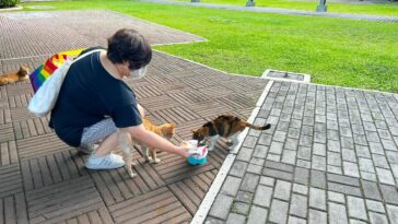 The role of animal-based protein diet for cats to live a long, healthy life