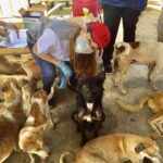 Dr. Saza Curaming as a veterinarian volunteer during San Mateo Veterinary Mission
