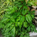 Angelica keiskei - Ashitaba Plant by Lienyuan Lee via Wikipedia cc
