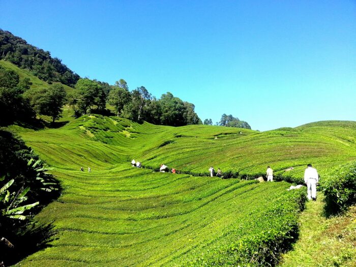 Tea Plantation Cameron Highlands